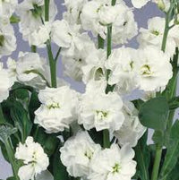 Quartet White – Stock Seed