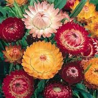 Sultane Mix – Strawflower Seed