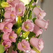 Champion Pink – Campanula Seed