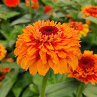 Zinnia- Zinderella Orange