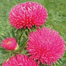 Aster- Benary's Princess Bright Red