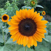 Gold Rush – Sunflower Seed