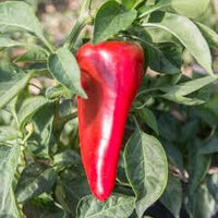 Lipstick – Organic Pepper Seed