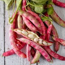 Borlotti Bean- Red Rooster