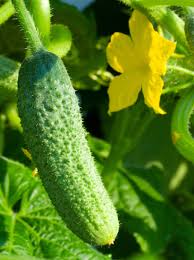 Cucumber- Paris Pickling