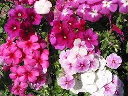 Art Shades Mix – Phlox Seed