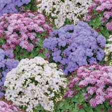 Ageratum- Ball Mix