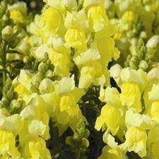 Orleans Early Lemon Yellow – Snapdragon Seed