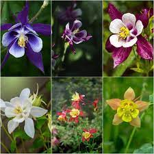 Aquilegia- McKana Giants Mix