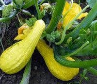 Yellow Crookneck – Organic Yellow Summer Squash Seed