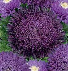 Aster- Benary's Princess Blue