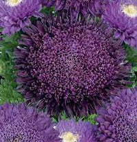 Aster- Benary's Princess Blue