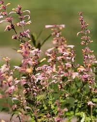 Agastache- Lavender Martini