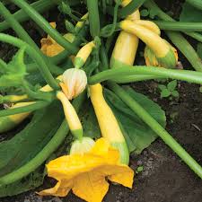 Zephyr – Yellow Summer Squash Seed