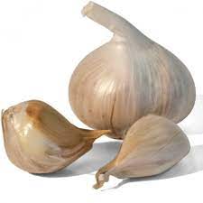 Elephant Garlic