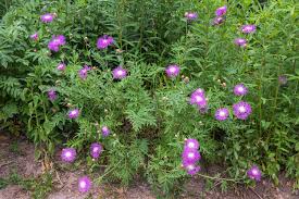 American Basket Flower- Rosy Lilac