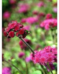 Ageratum- Red Flint