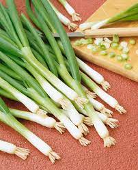 Spring Cut Bunching Onion Vegetable Seeds