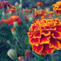 Queen Sophia – Marigold Seed