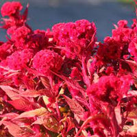 Prince Rose – Celosia Seed