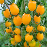 Tomato Plum Yellow Vegetable Seeds