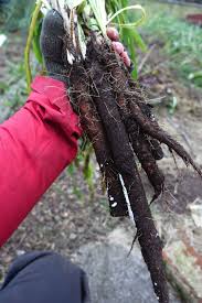 Black Salsify