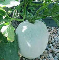 Ash Gourd, Methai Petha, Agri Petha Vegetable Seeds