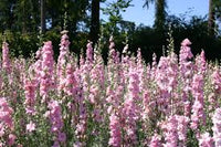 Pink Queen – Larkspur Seed