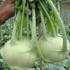 Knol Khol White Vegetable Seeds