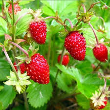 Alexandria – Alpine Strawberry Seeds