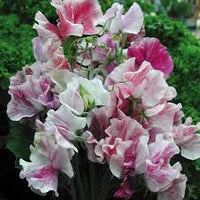 Spencer Ripple Formula Mix Sweet Pea Seed