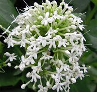 White Valerian