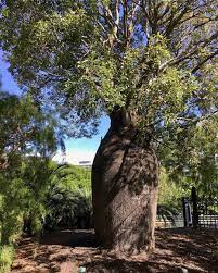 Bottle Tree