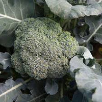 Arcadia – Broccoli Seed