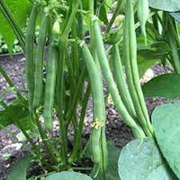 Autumn purple bean pot becomes seeds organic vegetable seeds