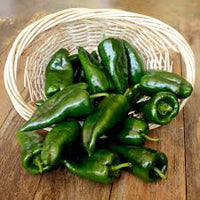 Bastan – Organic Poblano Pepper Seed