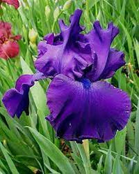 Titan's Glory Bearded Iris