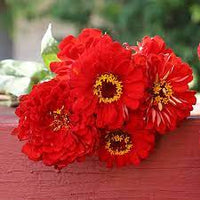 Oklahoma Scarlet – Zinnia Seed