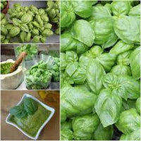 Lihi Prospera Active DMR – Organic Basil Seed