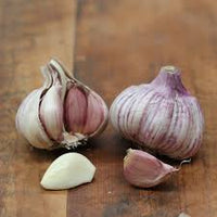 Garlic- New Zealand Red ()