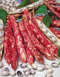 Borlotti Bean- Red Rooster