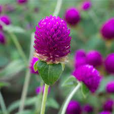 Audray Purple-Red – Gomphrena Seed