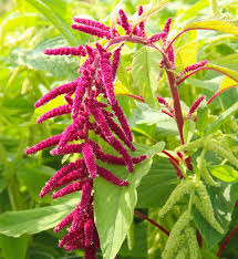 Amaranth- Caudatus Red