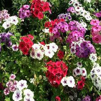 Art Shades Mix – Phlox Seed