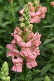 Potomac Pink Snapdragon Seed