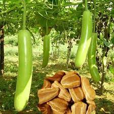 Bottle Gourd Rama Vegetable Seeds