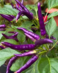 Chilli- Buena Mulata