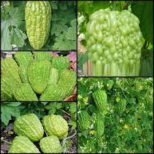 Bitter Gourd Jhalri Long Vegetable Seeds