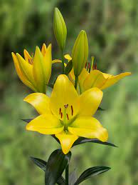 Lilium LA Hybrid Calais Bulbs