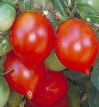 Tomato- Riesentraube